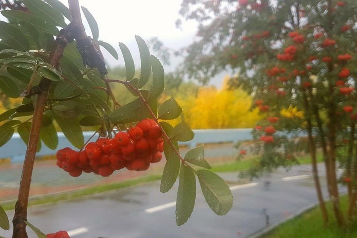 Судьба рябин